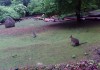 ZOO
